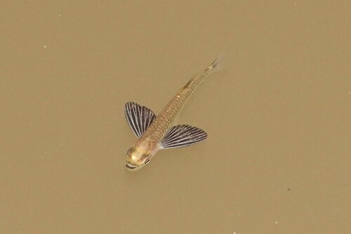 Common hatchetfish (Gasteropelecus sternicla) — Gasteropelecidae