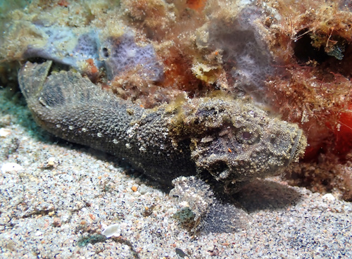 Japanese velvetfish (Paraploactis kagoshimensis) — Aploactinidae