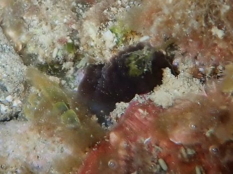 Phallusia fumigata (Grube, 1864)