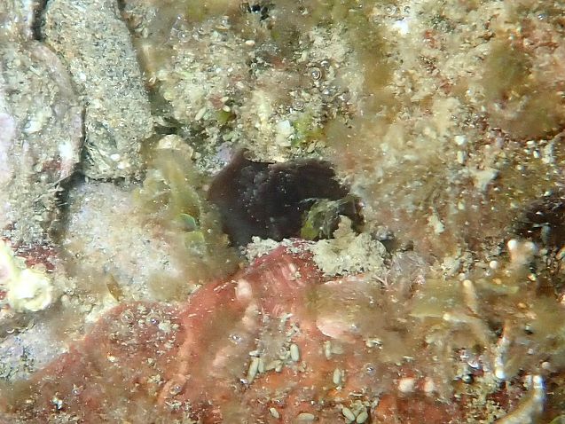 Phallusia fumigata (Grube, 1864)