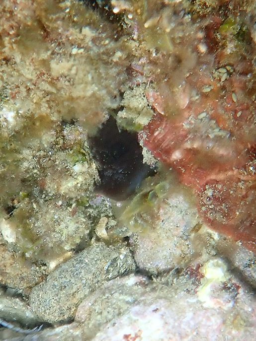 Phallusia fumigata (Grube, 1864)