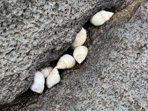 Littoraria pintado observed 2026-03-11