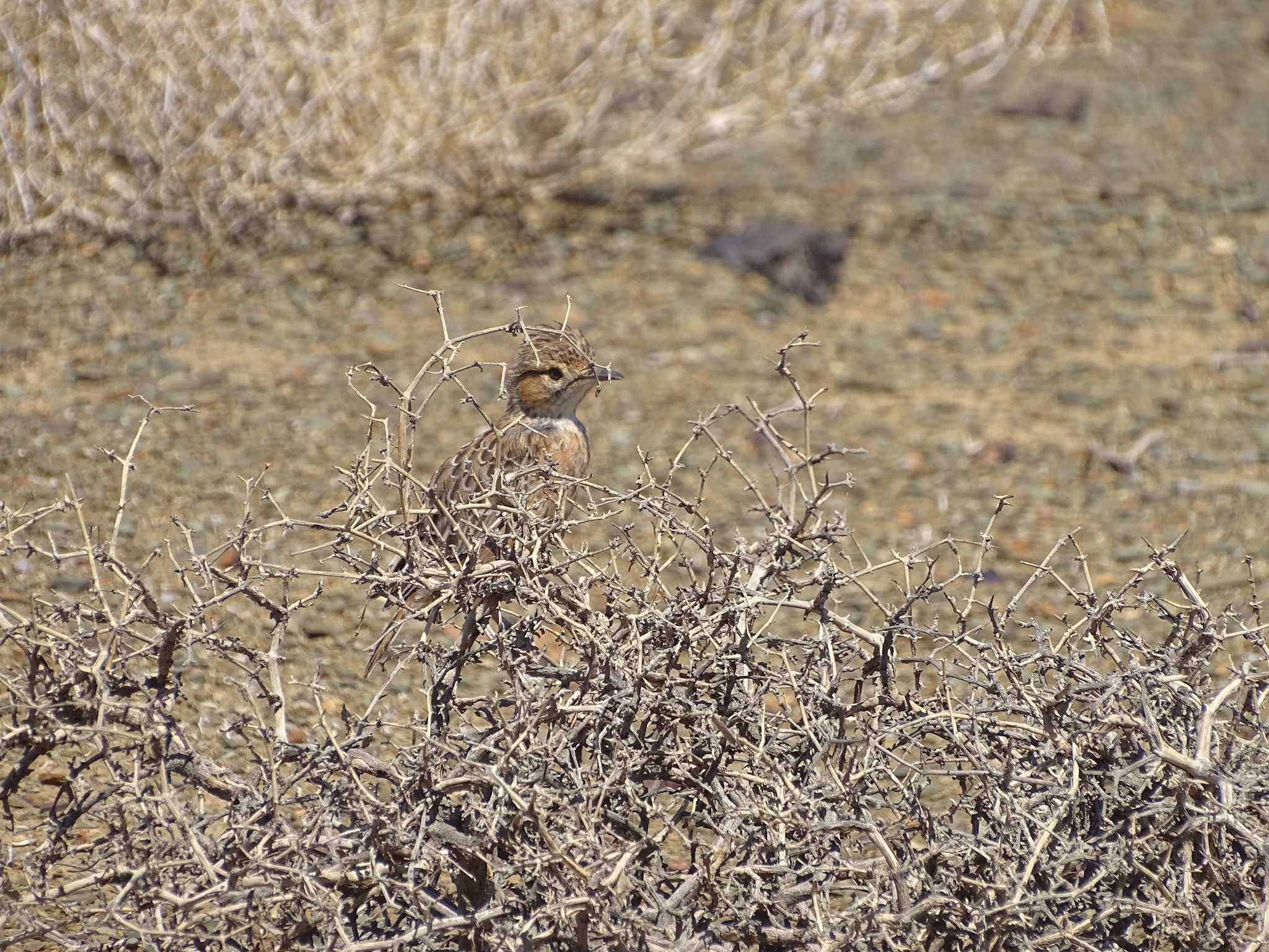 Spike-heeled Lark (Chersomanes albofasciata), photo 7