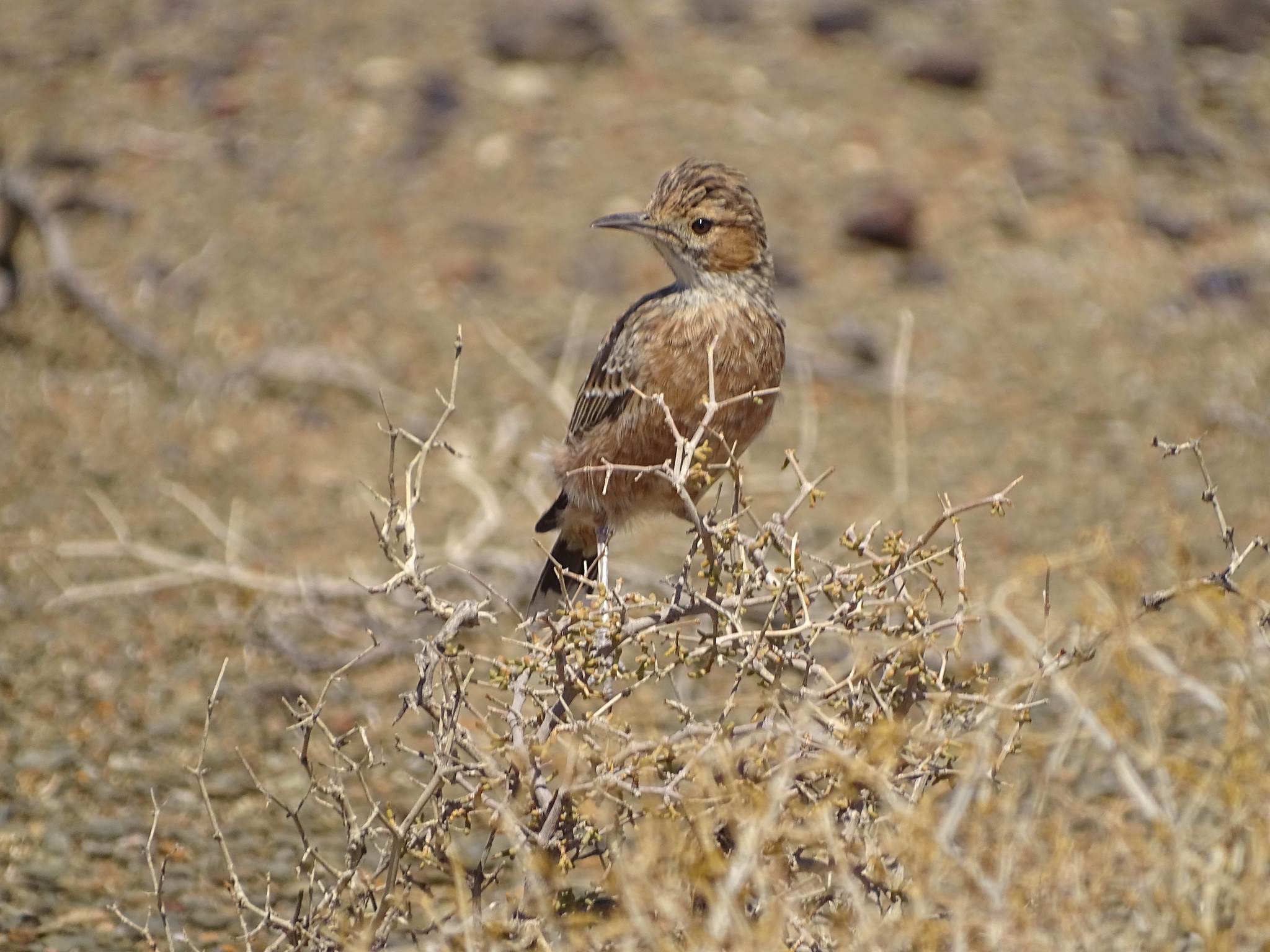 Spike-heeled Lark (Chersomanes albofasciata), photo 3
