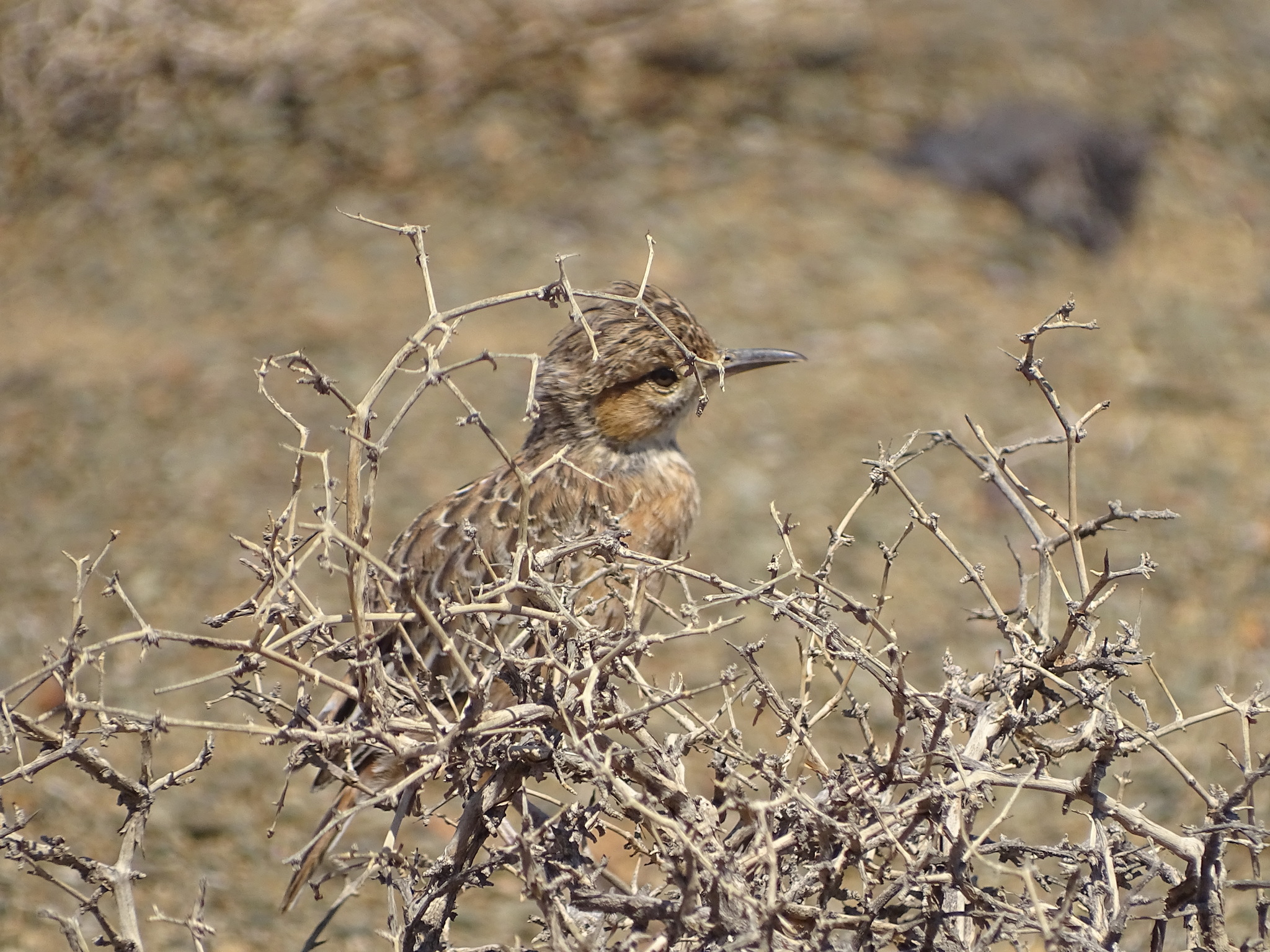 Spike-heeled Lark (Chersomanes albofasciata), photo 8