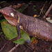 Berthold's Monkey Lizard - Photo (c) Steven Easley, some rights reserved (CC BY-NC), uploaded by Steven Easley
