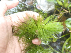 Ceratophyllum demersum