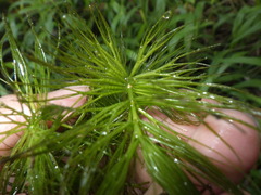 Ceratophyllum demersum