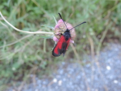 Zygaena erythrus