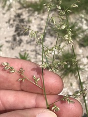 Eragrostis truncata