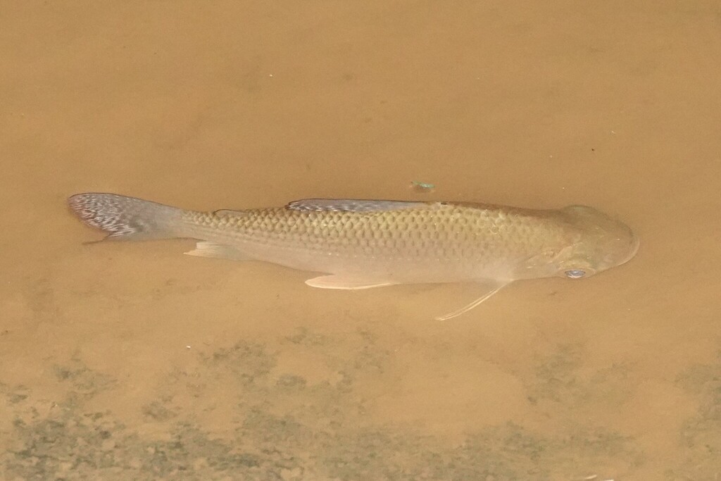 Redstripe flannelmouth characin (Prochilodus rubrotaeniatus) — Prochilodontidae