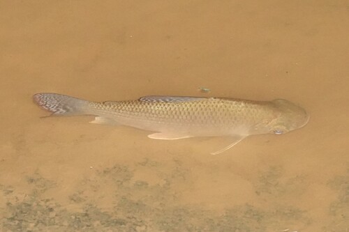 Redstripe flannelmouth characin (Prochilodus rubrotaeniatus) — Prochilodontidae
