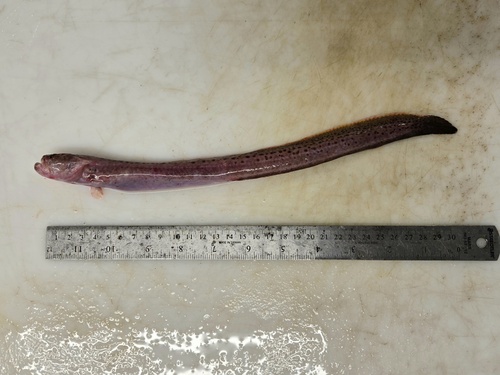 Wrymouth (Cryptacanthodes maculatus) — Cryptacanthodidae
