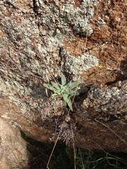 Dudleya abramsii abramsii