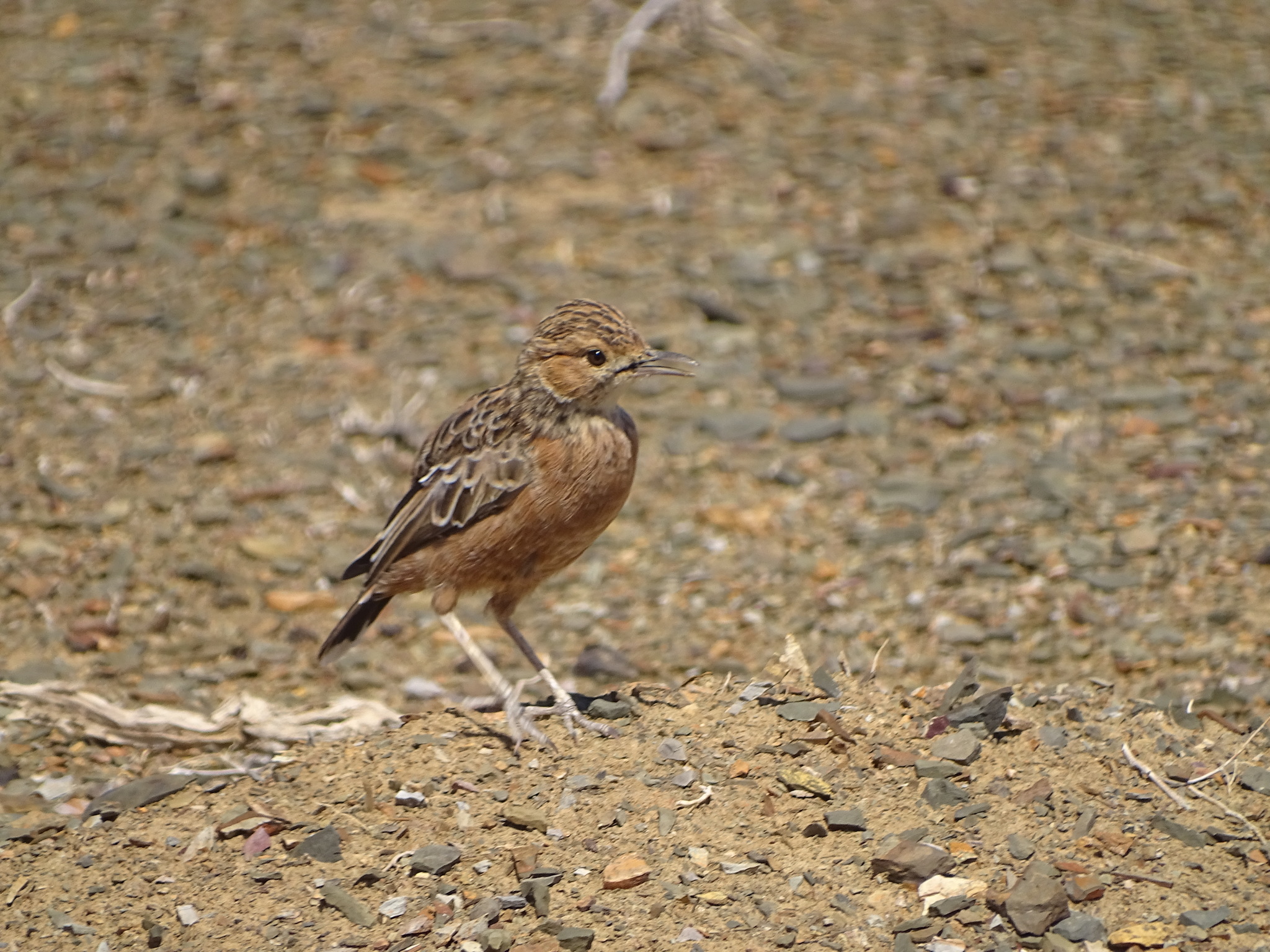 Spike-heeled Lark (Chersomanes albofasciata), photo 9