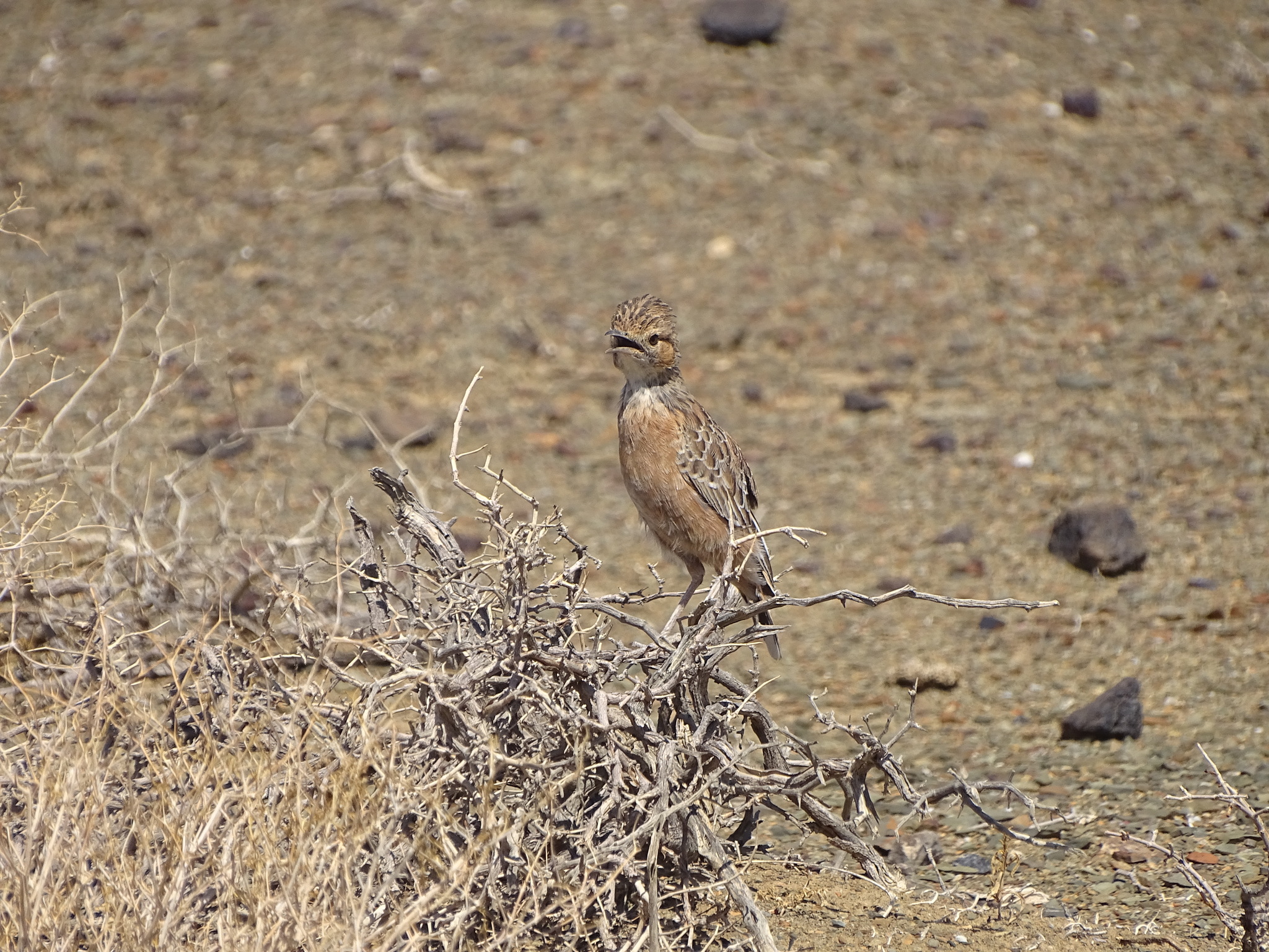 Spike-heeled Lark (Chersomanes albofasciata), photo 10