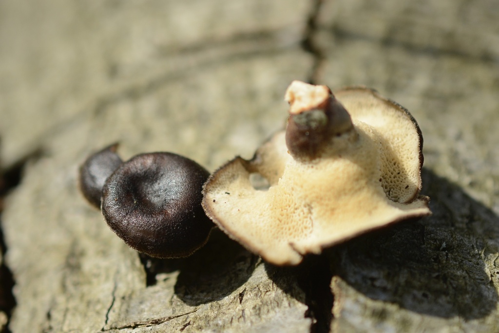 Lentinus brumalis · March 2026 · photo: © cryptomarasmius (iNaturalist, cc-by)
