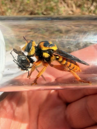 Unknown species found near Lacombe, LA, US