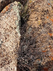 Dudleya abramsii abramsii