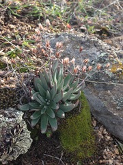 Dudleya abramsii abramsii