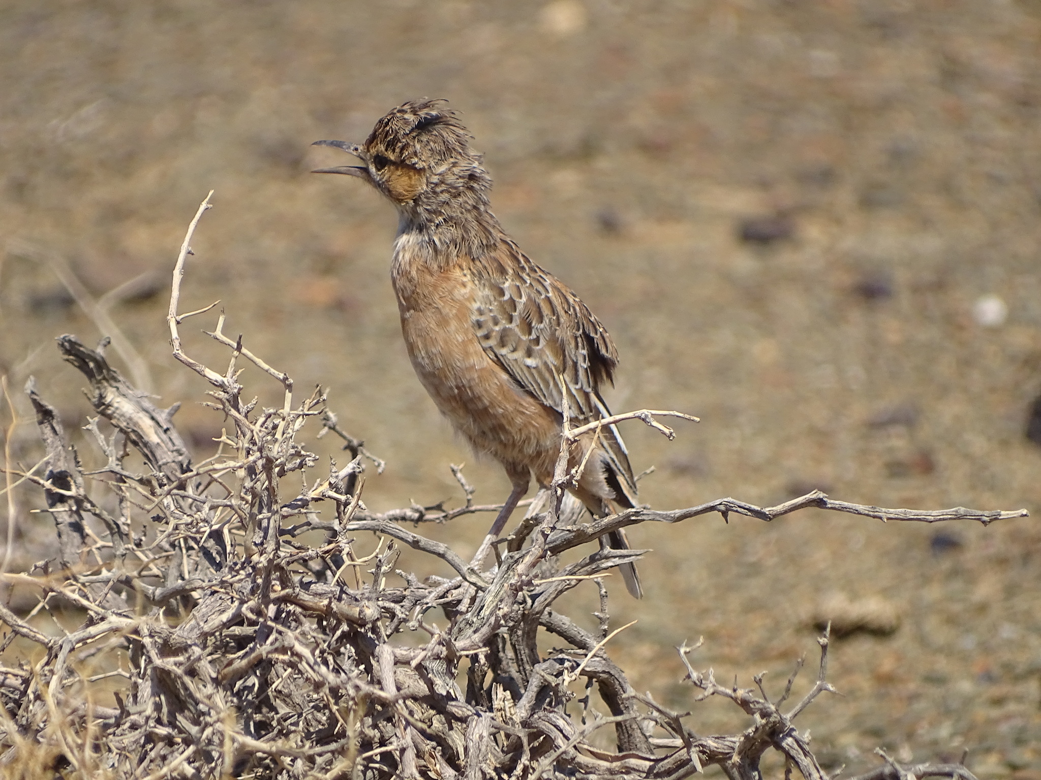 Spike-heeled Lark (Chersomanes albofasciata), photo 4