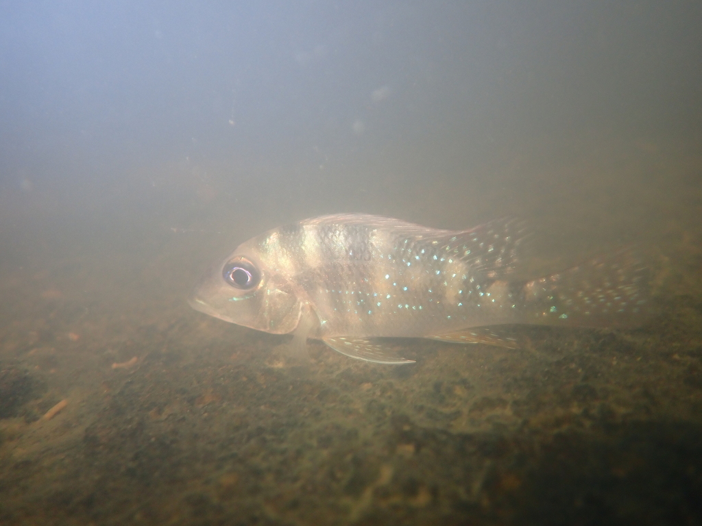 Maroni eartheater (Geophagus harreri) — Cichlidae