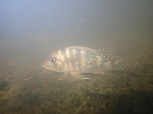 Maroni eartheater (Geophagus harreri) — Cichlidae