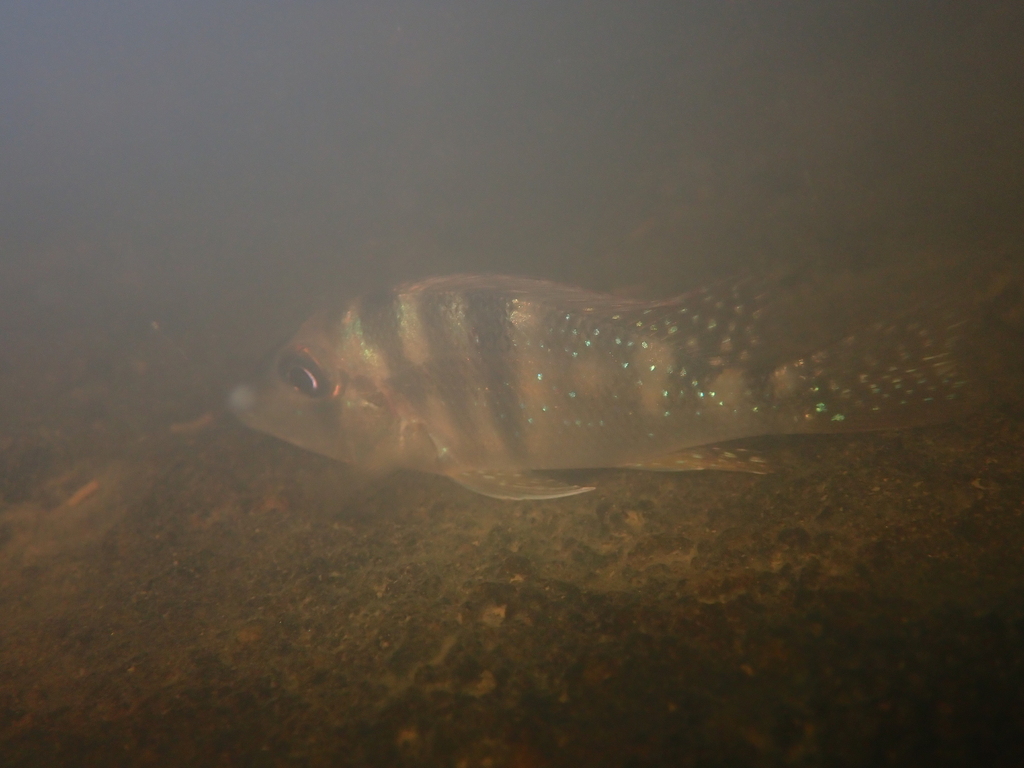 Maroni eartheater (Geophagus harreri) — Cichlidae