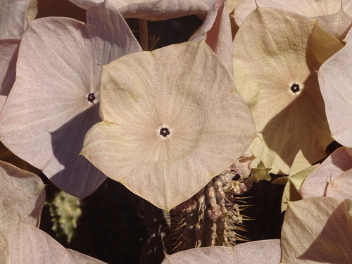 Wild Ghaap (Hoodia gordonii)