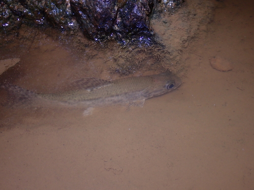 Aimara (Hoplias macrophthalmus) — Erythrinidae — 5