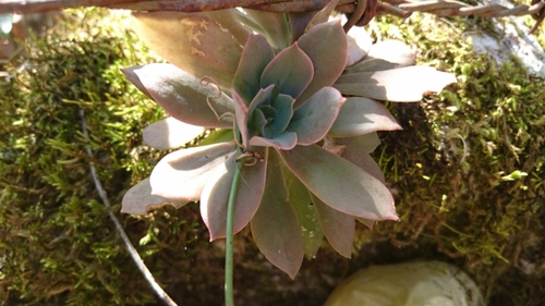 Echeveria rosea