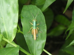 Caryanda spuria