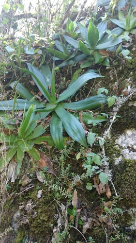 Agave mitis