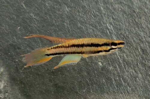 Two-striped Aphyosemion