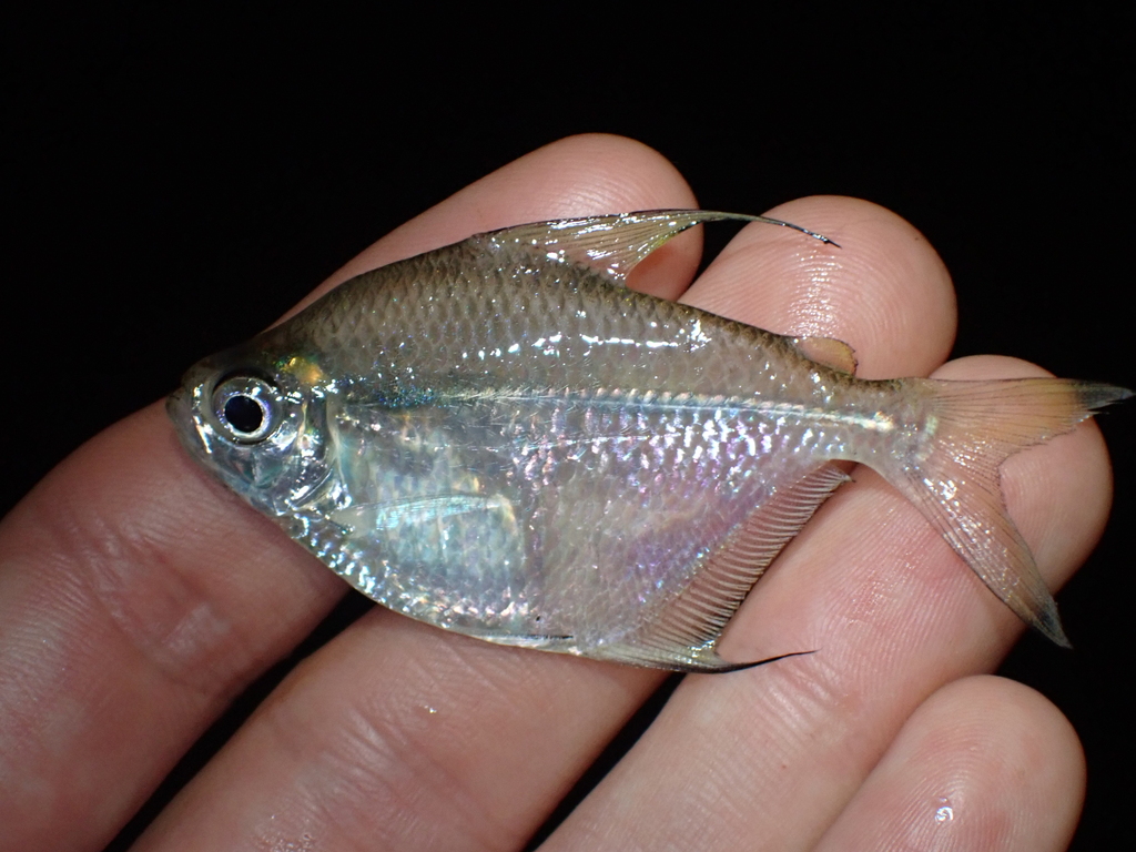 Longfin silver dollar (Poptella longipinnis) — Characidae