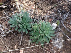 Dudleya abramsii