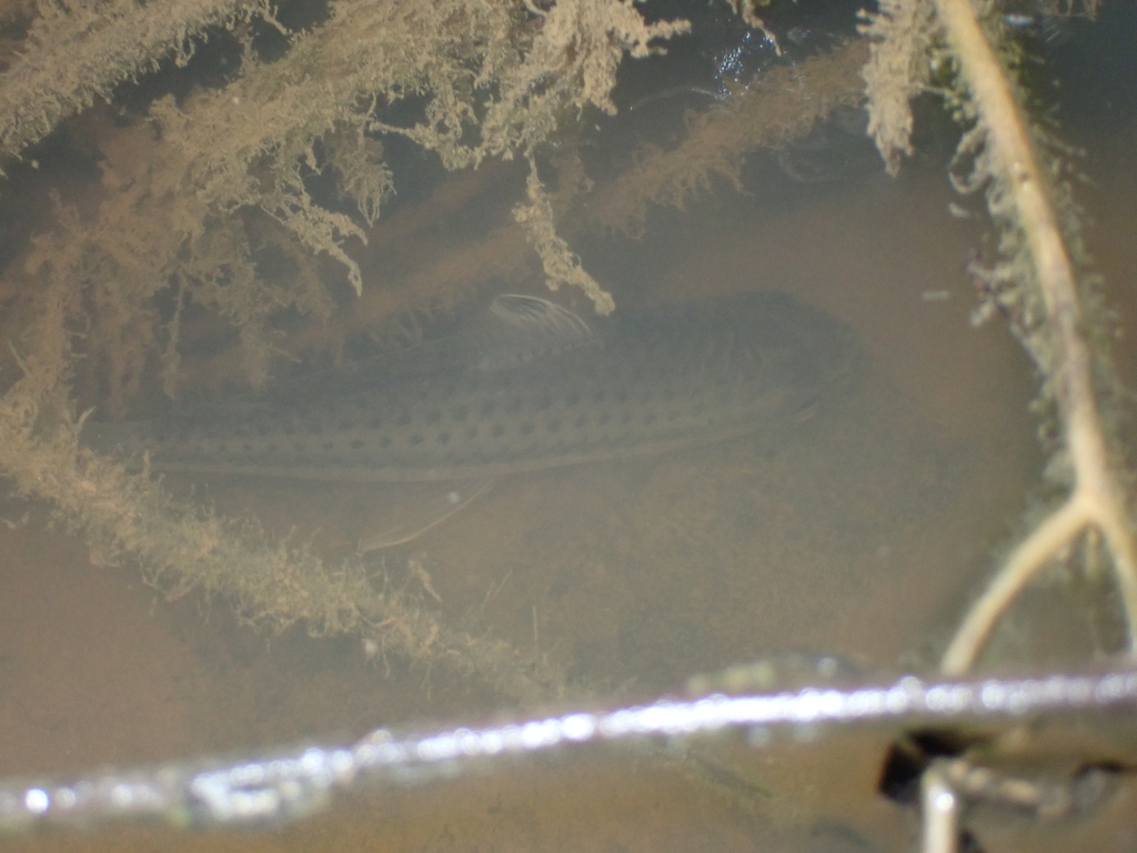 Spotted flag-headstander (Caenotropus maculosus) — Chilodontidae