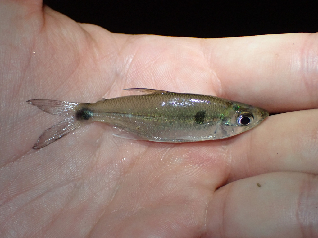Guyana fin-eater tetra (Roeboexodon guyanensis) — Characidae