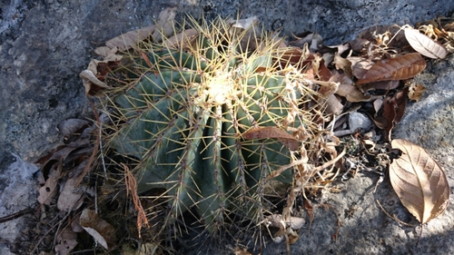 Bisnaga glaucescens