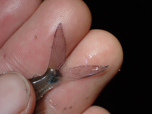 Guyana fin-eater tetra (Roeboexodon guyanensis) — Characidae — 2