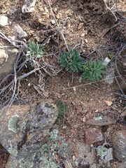 Dudleya abramsii