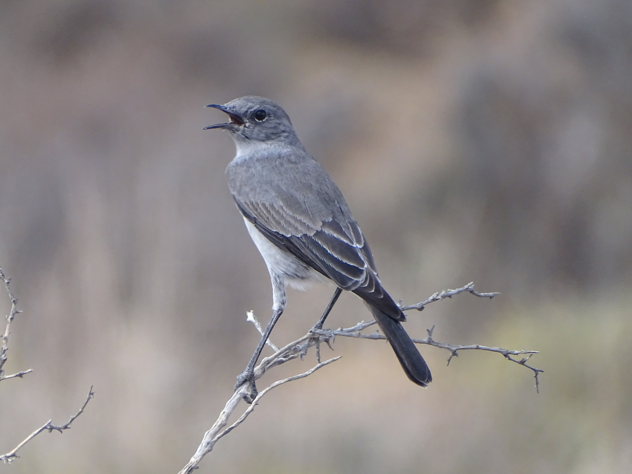 Karoo Chat (Emarginata schlegelii), photo 3