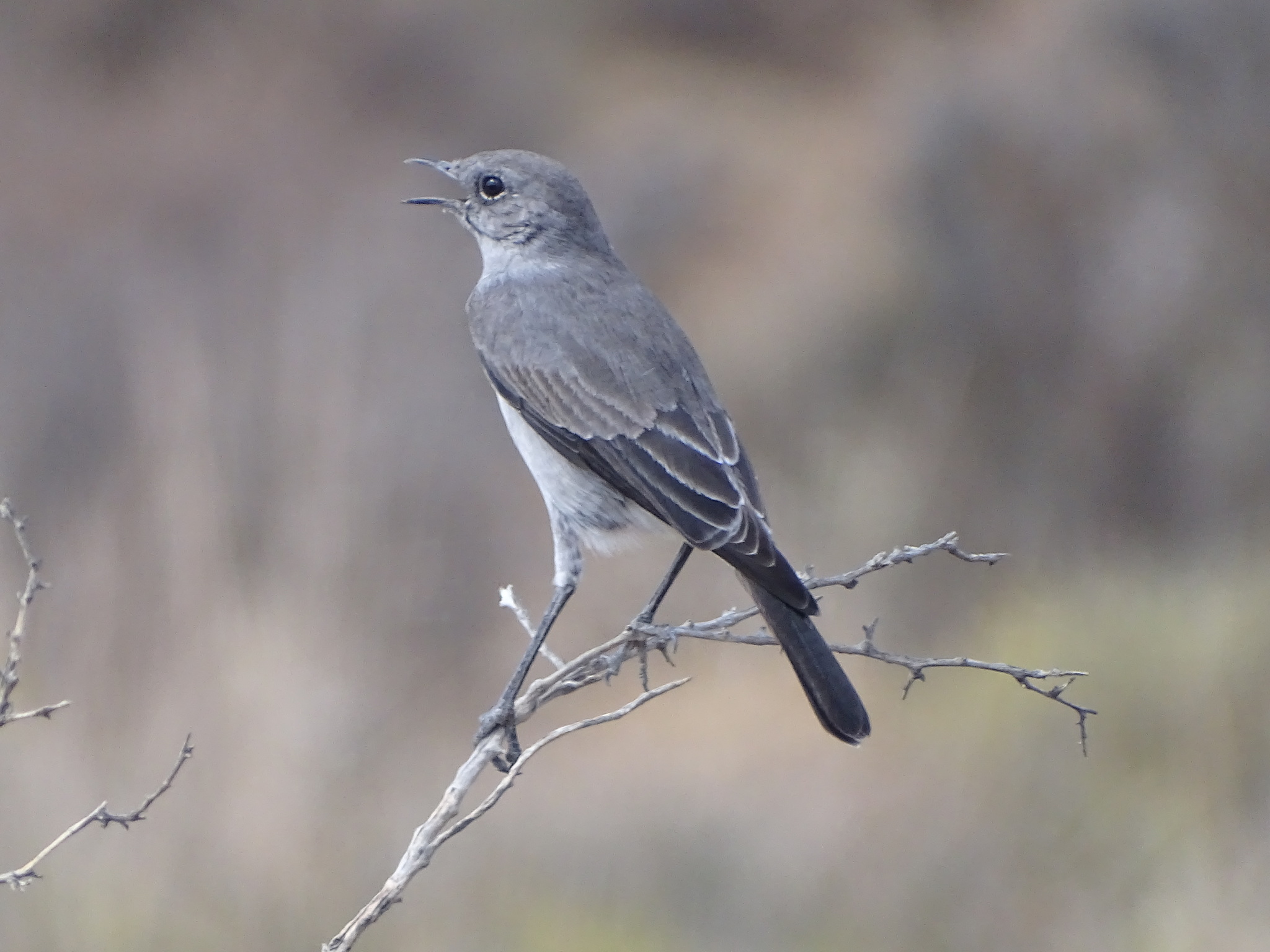 Karoo Chat (Emarginata schlegelii), photo 4
