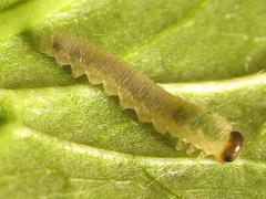 Monophadnus pallescens