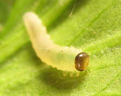 Monophadnus pallescens