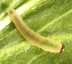 Monophadnus pallescens