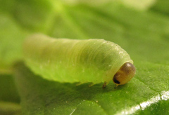 Monophadnus pallescens