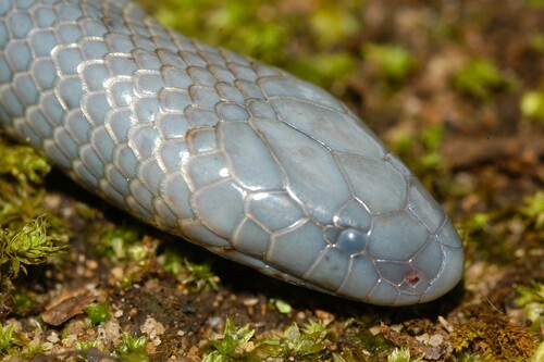 Natal Purple-glossed Snake
