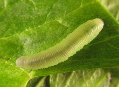 Monophadnus pallescens