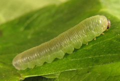 Monophadnus pallescens